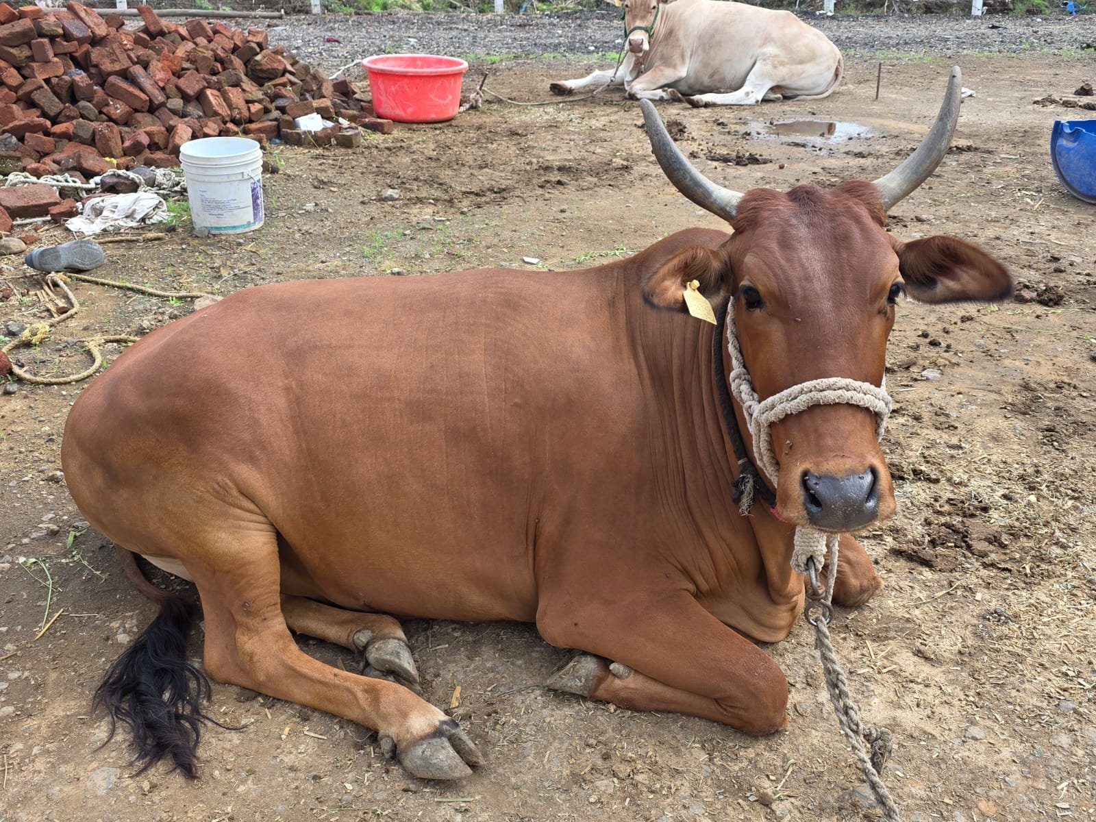 Brown cow resting at ISKCON VECC