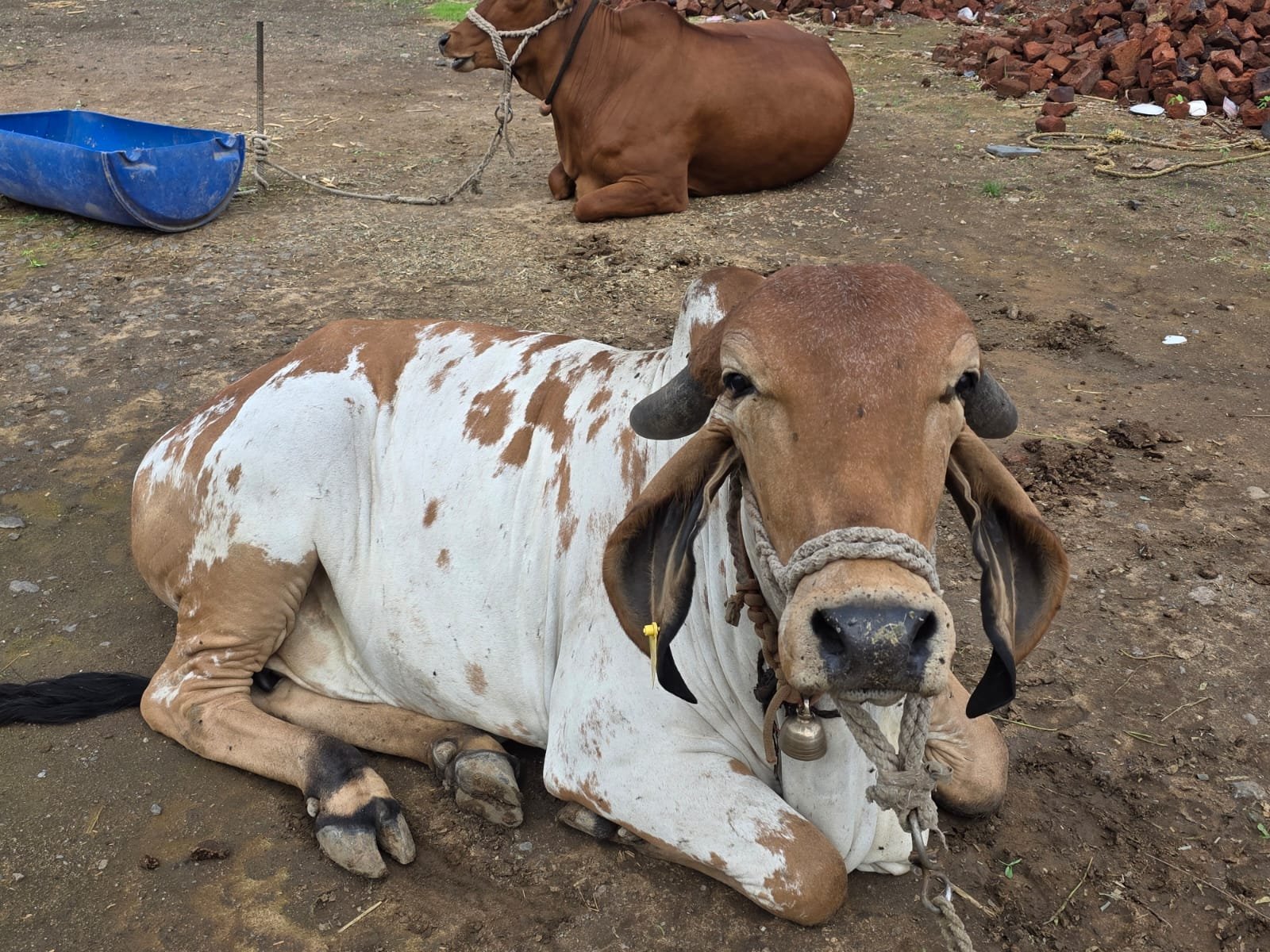 White and brown cow at ISKCON VECC