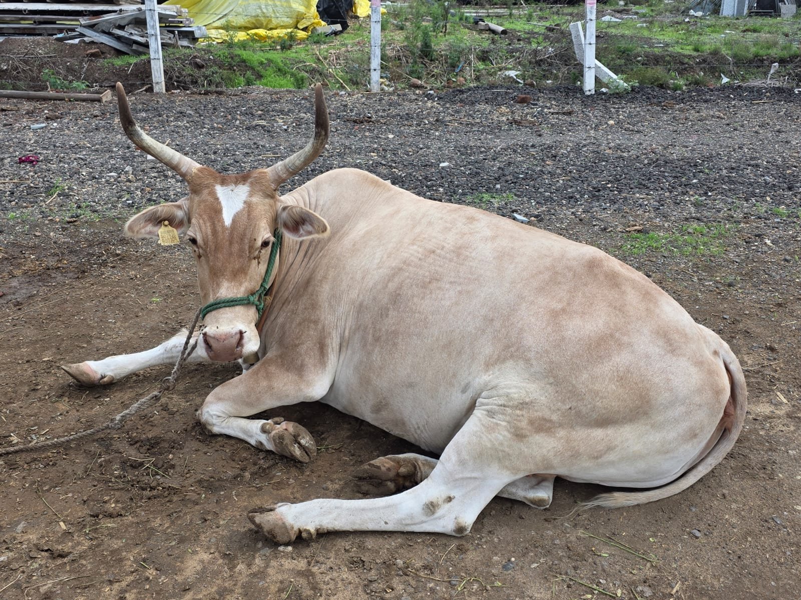 Light-coloured cow resting at ISKCON VECC